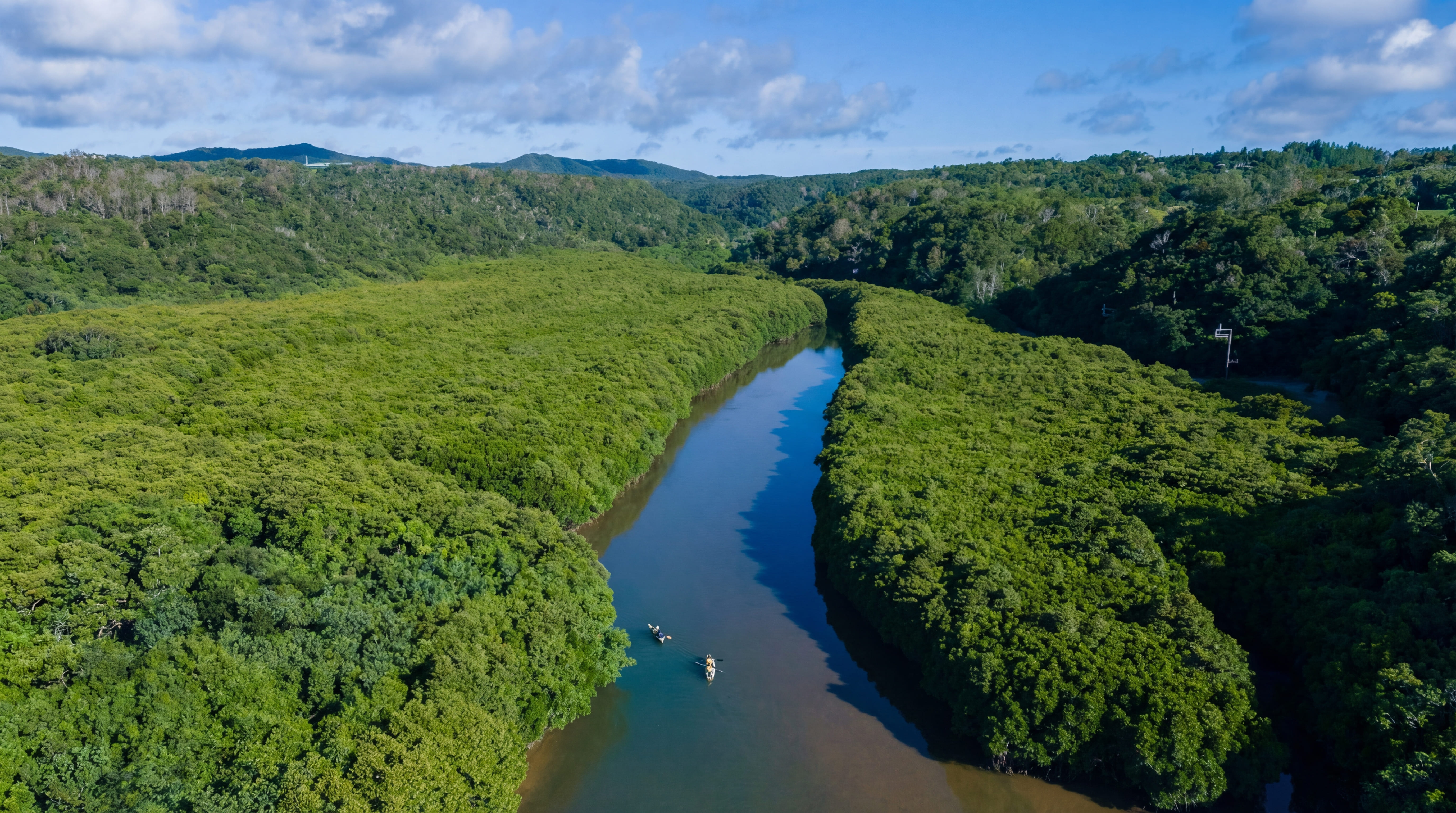 石垣島のヒルギ群落（マングローブ）